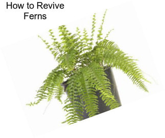 How to Revive Ferns