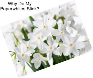 Why Do My Paperwhites Stink?