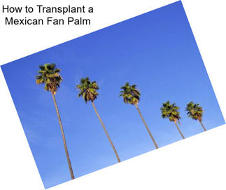 How to Transplant a Mexican Fan Palm