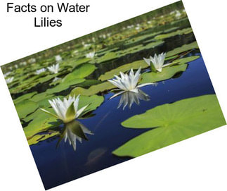 Facts on Water Lilies