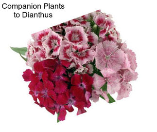Companion Plants to Dianthus