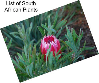 List of South African Plants