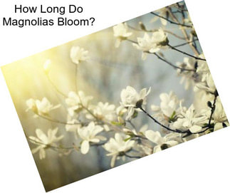 How Long Do Magnolias Bloom?