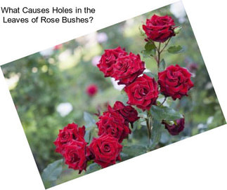 What Causes Holes in the Leaves of Rose Bushes?