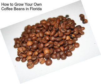 How to Grow Your Own Coffee Beans in Florida