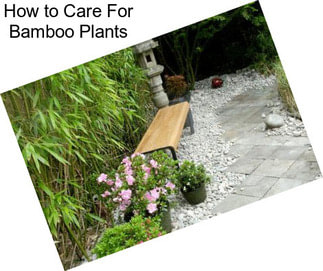 How to Care For Bamboo Plants