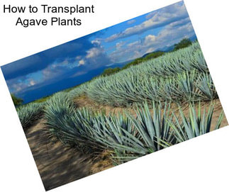 How to Transplant Agave Plants