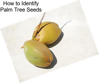 How to Identify Palm Tree Seeds