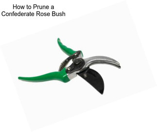 How to Prune a Confederate Rose Bush
