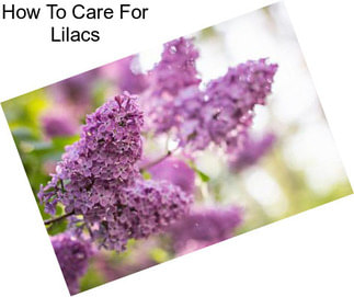 How To Care For Lilacs