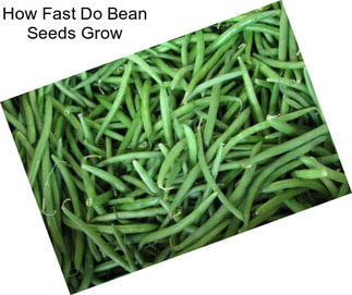 How Fast Do Bean Seeds Grow