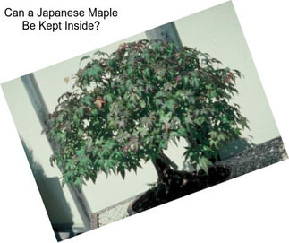 Can a Japanese Maple Be Kept Inside?