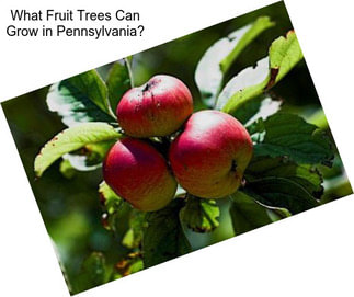 What Fruit Trees Can Grow in Pennsylvania?