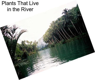 Plants That Live in the River
