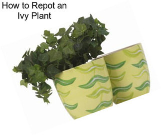 How to Repot an Ivy Plant