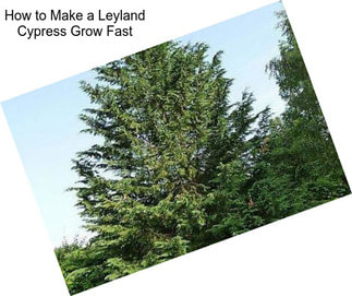 How to Make a Leyland Cypress Grow Fast