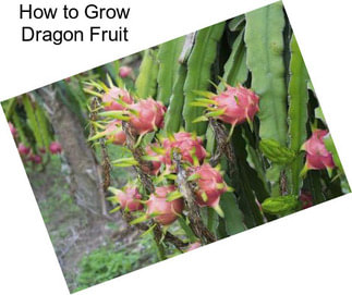 How to Grow Dragon Fruit