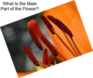 What Is the Male Part of the Flower?