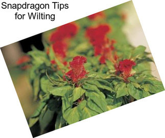 Snapdragon Tips for Wilting