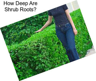 How Deep Are Shrub Roots?
