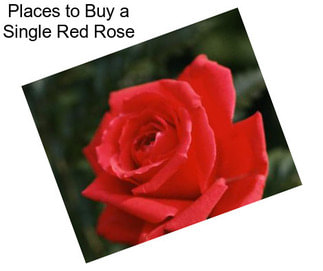 Places to Buy a Single Red Rose