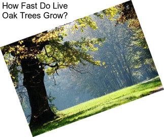 How Fast Do Live Oak Trees Grow?