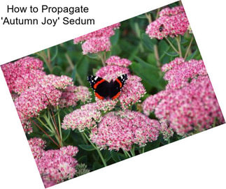 How to Propagate \'Autumn Joy\' Sedum