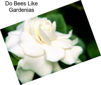 Do Bees Like Gardenias