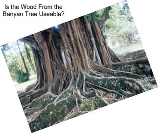 Is the Wood From the Banyan Tree Useable?