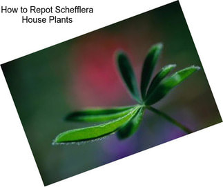 How to Repot Schefflera House Plants