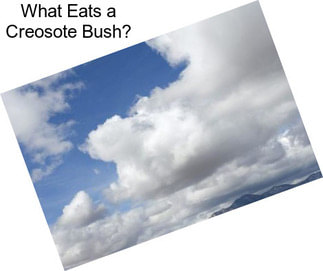 What Eats a Creosote Bush?