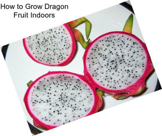 How to Grow Dragon Fruit Indoors
