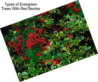 Types of Evergreen Trees With Red Berries