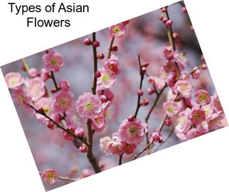 Types of Asian Flowers