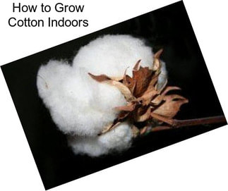 How to Grow Cotton Indoors