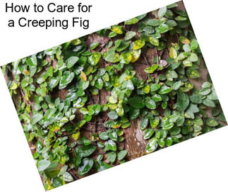 How to Care for a Creeping Fig