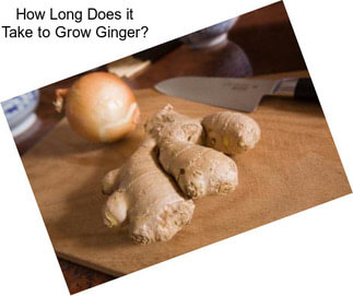 How Long Does it Take to Grow Ginger?