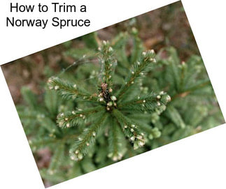 How to Trim a Norway Spruce