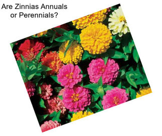 Are Zinnias Annuals or Perennials?