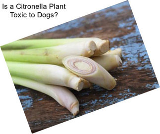 Is a Citronella Plant Toxic to Dogs?
