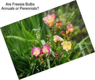 Are Freesia Bulbs Annuals or Perennials?