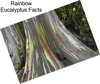 Rainbow Eucalyptus Facts
