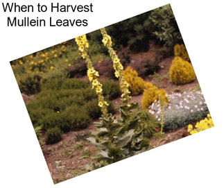 When to Harvest Mullein Leaves