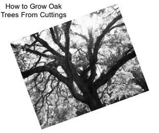 How to Grow Oak Trees From Cuttings