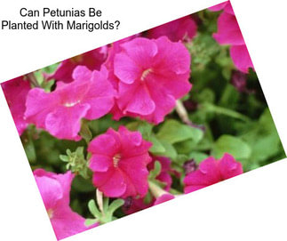 Can Petunias Be Planted With Marigolds?