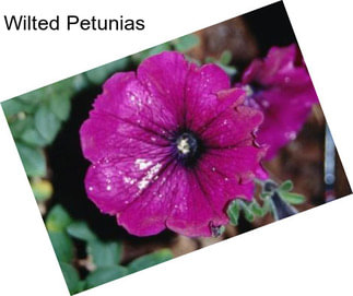 Wilted Petunias