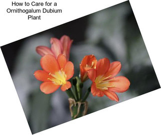 How to Care for a Ornithogalum Dubium Plant