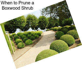 When to Prune a Boxwood Shrub