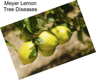 Meyer Lemon Tree Diseases