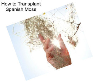 How to Transplant Spanish Moss